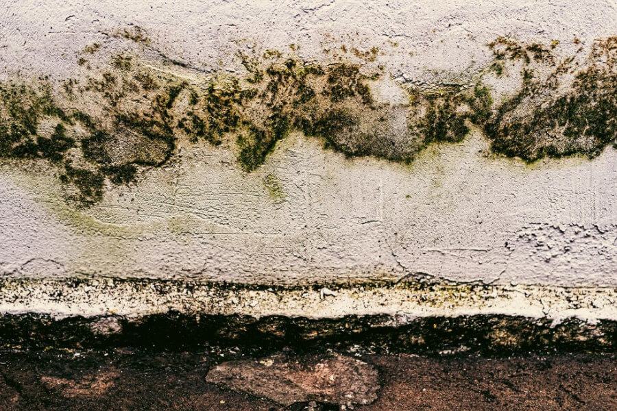 Health Risks of Delaying Mold Remediation